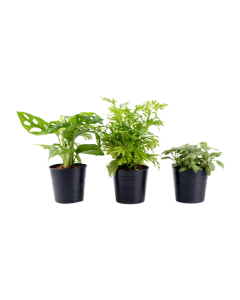 Plant 3 Pack